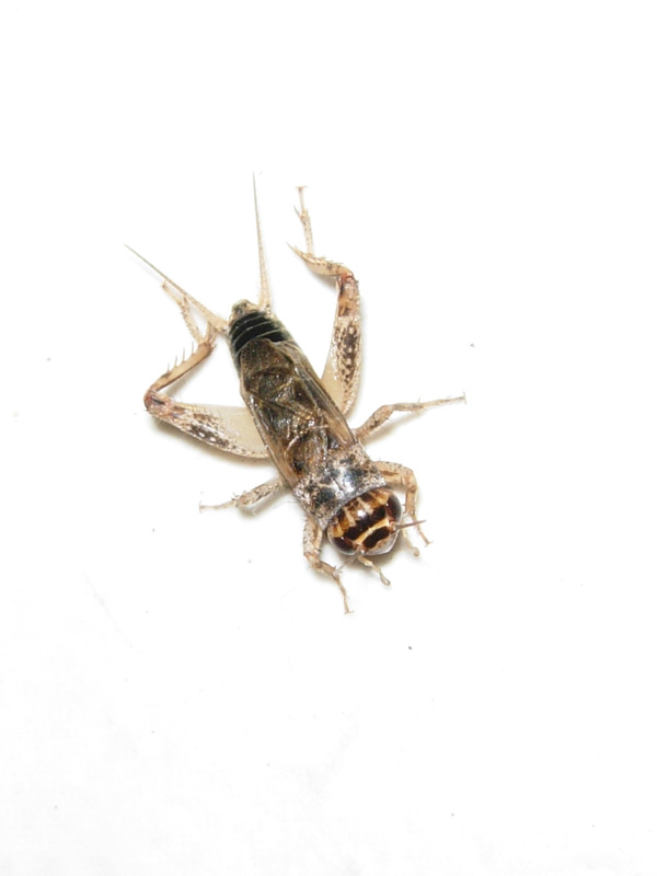 Eumodicogryllus bordigalensis (Orthoptera, Gryllidae)